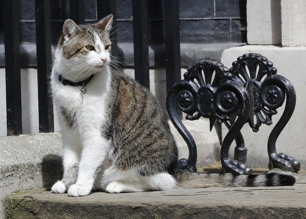 Οι δύο διάσημοι γάτοι της Downing Street (Videos + Photos)