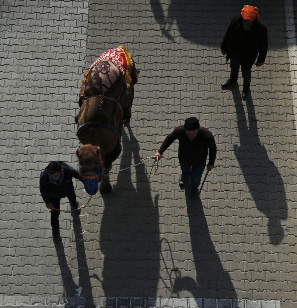 Όταν κυκλοφορούσαν… καμήλες στη Λαμία! (Photos)