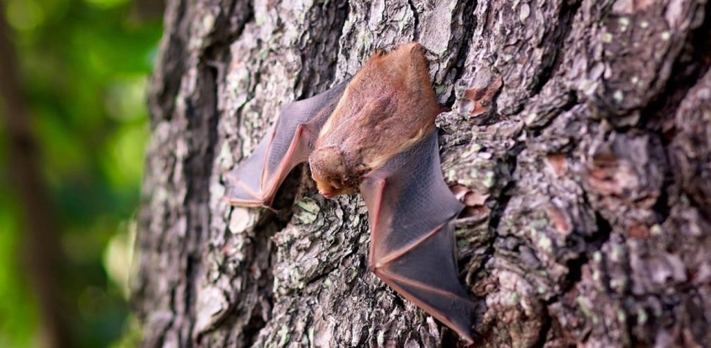 Ανακαλύφθηκαν δύο νέα είδη νυχτερίδων