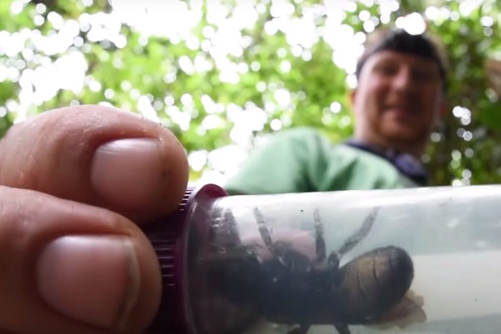 Βρέθηκε η μεγαλύτερη μέλισσα στον κόσμο με μέγεθος ανθρώπινου αντίχειρα (Video)