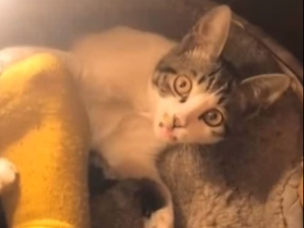 Γάτα δάγκωσε κάλτσα και… έμεινε κάγκελο (Video)