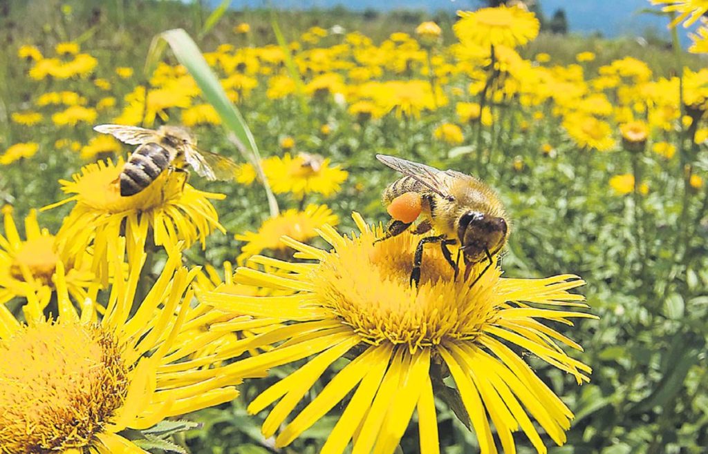 Ο θάνατος της μέλισσας, η μοίρα του πλανήτη – Τι συμβαίνει στην Ελλάδα