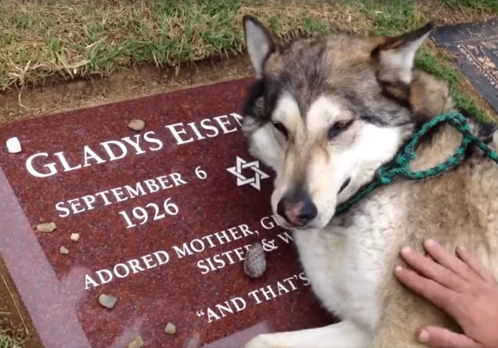 Σκύλος κλαίει απαρηγόρητος πάνω από τον τάφο της ιδιοκτήτριας του (Video)