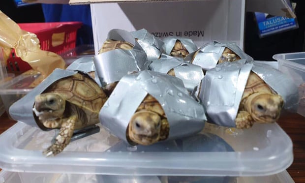 Περισσότερα από 1.500 ζωντανά χελωνάκια βρέθηκαν τυλιγμένα με ταινία σε αεροδρόμιο των Φιλιππίνων (Photos)