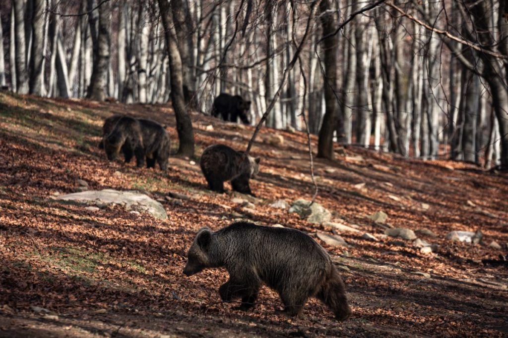Με μια απουσία, ξύπνησαν οι αρκούδες στο καταφύγιο του «Αρκτούρου»