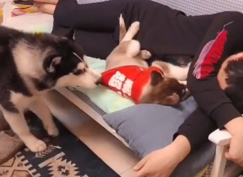 Απίστευτη αντίδραση σκύλου όταν κουτάβι ξάπλωσε δίπλα στο αφεντικό του (Video)