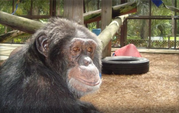 Τι απέγινε ο χιμπατζής του Μάικλ Τζάκσον (Photos)