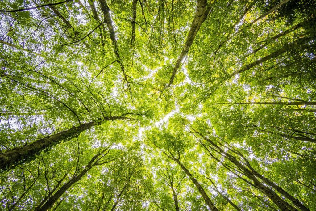 Η Eni θα φυτέψει δάσος με έκταση όσο το 25% της Ιταλίας