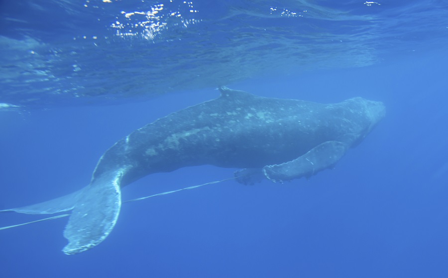Σοκ στις Φιλιππίνες: Φάλαινα βρέθηκε νεκρή έχοντας καταπιεί 40 κιλά πλαστικές σακούλες