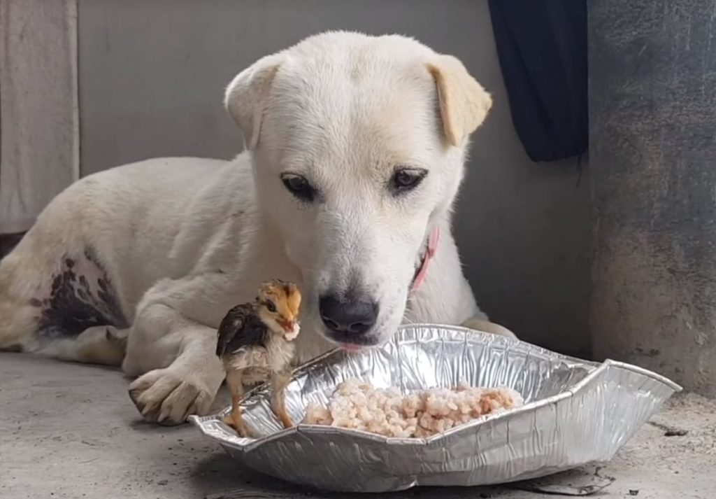Σκυλίτσα μοιράζεται το φαγητό της με ένα… κοτοπουλάκι – Μία αξιοπερίεργη φιλία (Video)