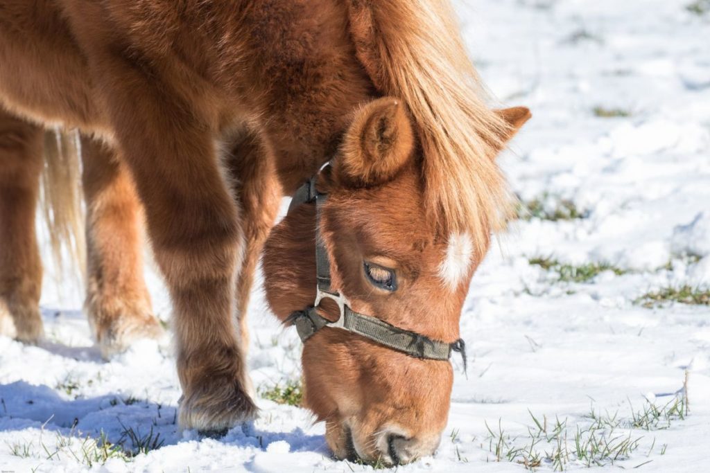 Άλογο παγιδεύτηκε μέσα στο χιόνι και επιστρατεύτηκε… εκσκαφέας (Video)