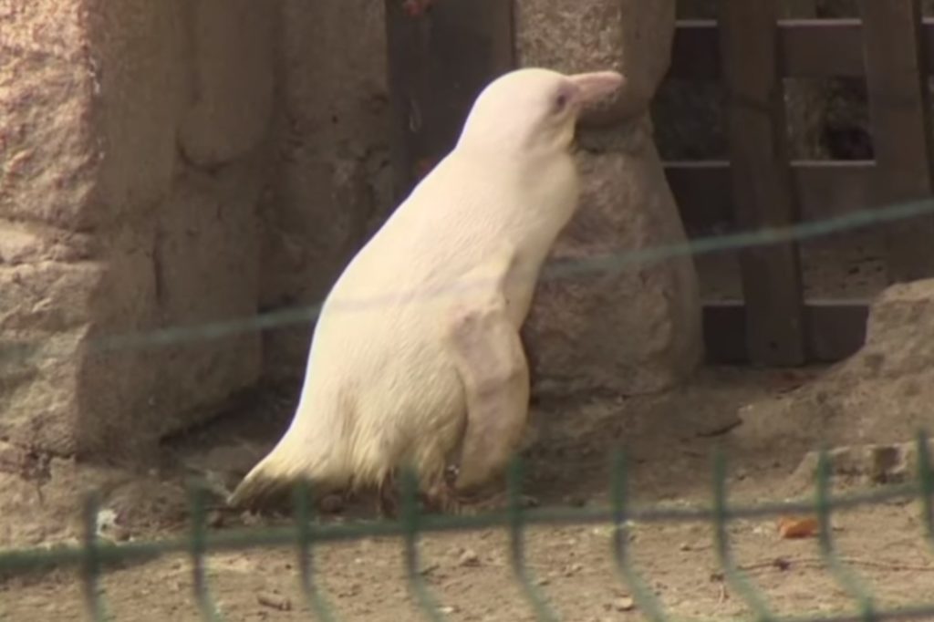 Πολωνία: Ένας σπάνιος αλμπίνος πιγκουίνος στον ζωολογικό κήπο του Γκντανσκ (Video)