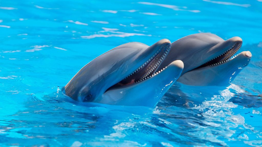 Βρήκαν «ίχνη» Αλτσχάιμερ στον εγκέφαλο δελφινιών