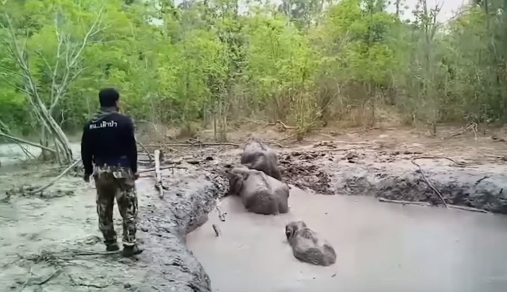Δραματική επιχείρηση διάσωσης για έξι ελεφαντάκια στην Ταϊλάνδη (Video)