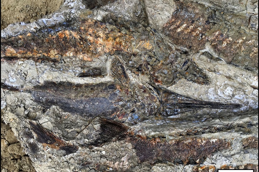 Όταν εξαφανίστηκαν οι δεινόσαυροι: Για πρώτη φορά βρέθηκαν απολιθώματα από την μέρα της «Αποκάλυψης»