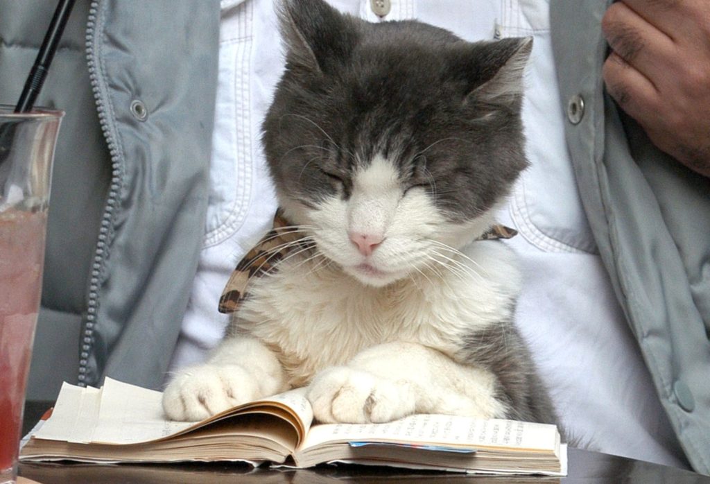 Ιαπωνία – έρευνα: Οι γάτες αναγνωρίζουν το όνομά τους