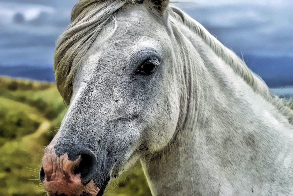 Λευκό άλογο κάνει «beauté» με… πιστολάκι μαλλιών και το απολαμβάνει (Video)