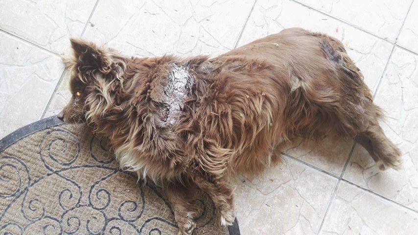 Σοκ στη Λάρισα: Σκότωσαν σκύλο με αλυσοπρίονο