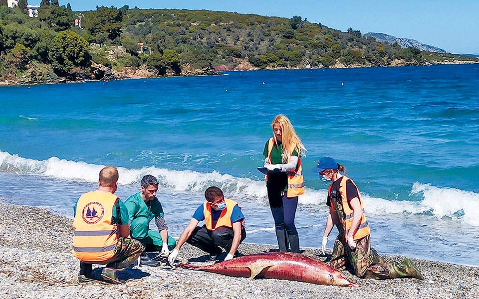 Nεκρά δελφίνια ξεβράζει το Αιγαίο – Εγείρονται υποψίες για το ρόλο της τουρκικής άσκησης «Γαλάζια Πατρίδα»