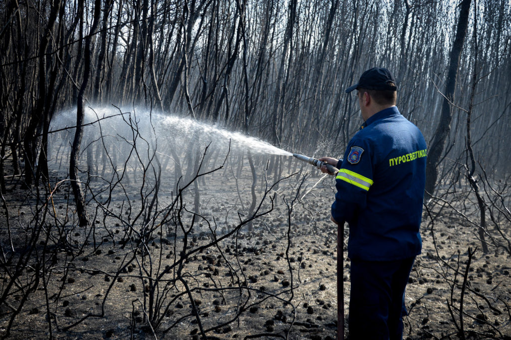 Στροφυλιά: Οι πρώτοι λευκοπελαργοί δίνουν ελπίδα μετά την πυρκαγιά (Photos)