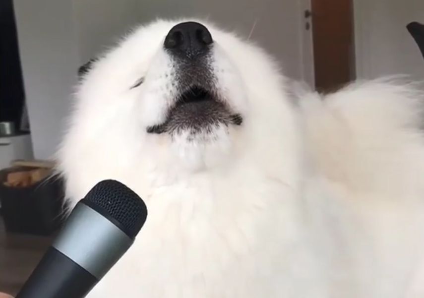 Σκύλος – «τραγουδιστής» τρελαίνει κόσμο με τα… φωνητικά του (Video)