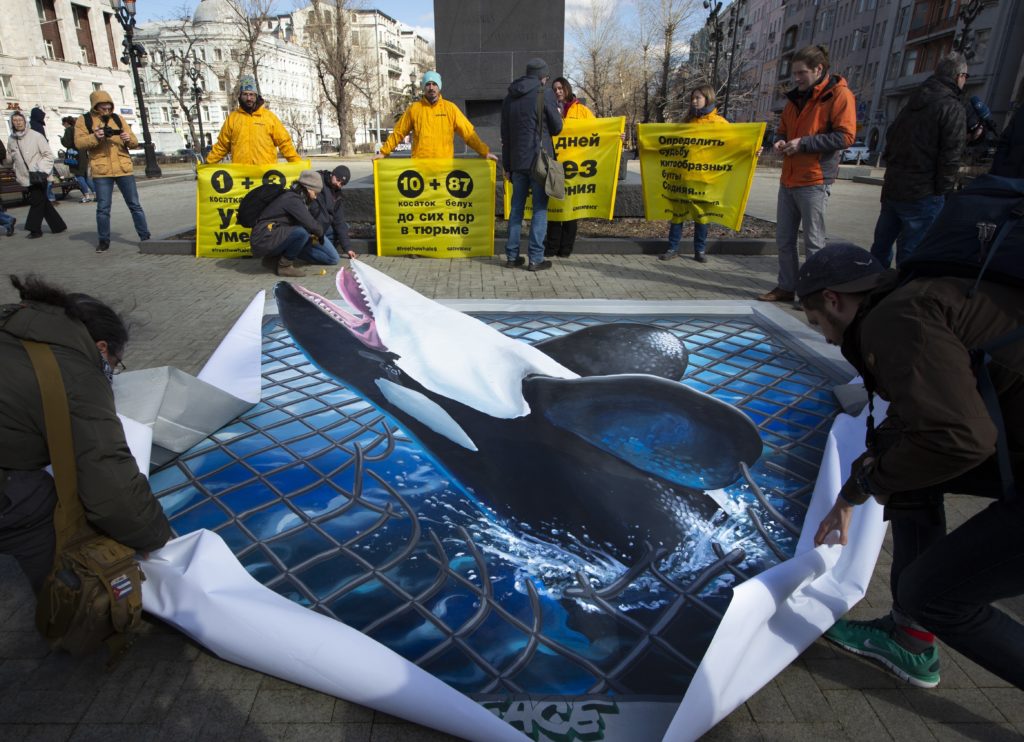 Συμφωνία Ρωσίας με Ζαν Μισέλ Κουστό για την απελευθέρωση των «φυλακισμένων» φαλαινών (Video)