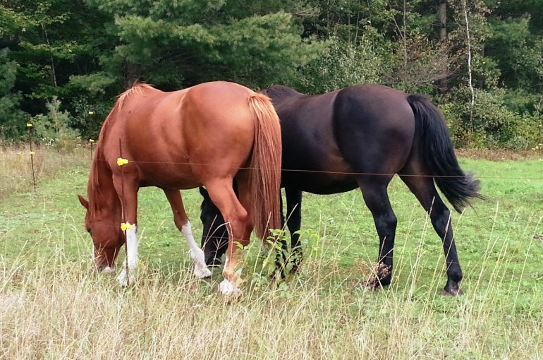 Κτηνωδία στα Ιωάννινα: Εκτέλεσαν τρία άλογα με κυνηγετικό όπλο