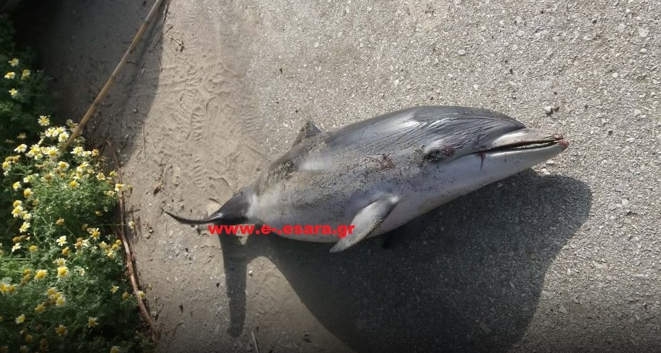 Νεκρό ζωνοδέλφινο εντοπίστηκε στην περιοχή Φαιστού της Κρήτης (Photos)