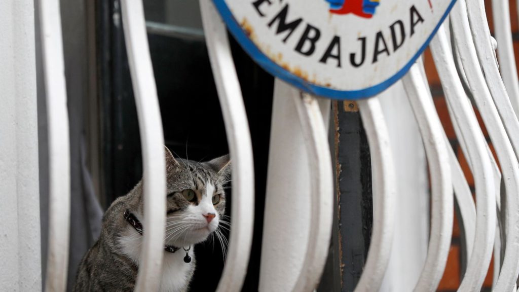 Ποια ήταν η μοίρα του γάτου του Τζούλιαν Ασάνζ μετά τη σύλληψή του (Video)