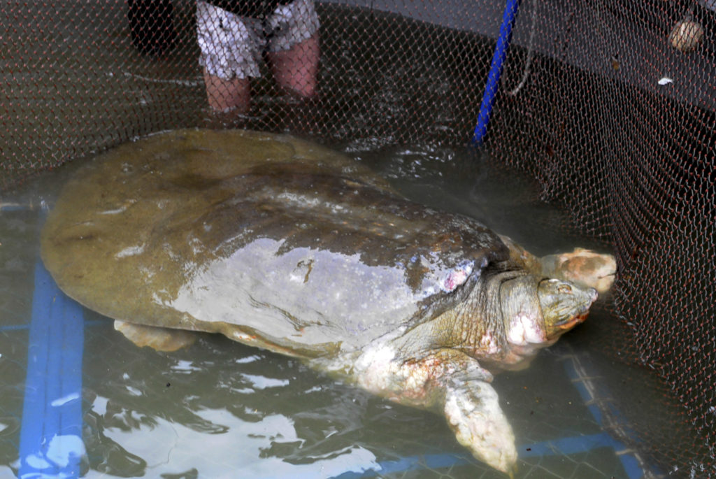 Κίνα: Πέθανε μία από τις τέσσερις τελευταίες χελώνες απειλούμενου είδους (Video)