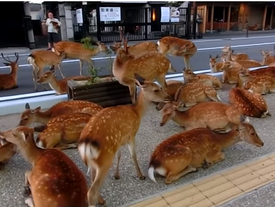 Τα ελαφάκια στην Ιαπωνία πήραν τους δρόμους – Κάνουν βόλτες στα πάρκα και χαζεύουν βιτρίνες (Video – Photos)