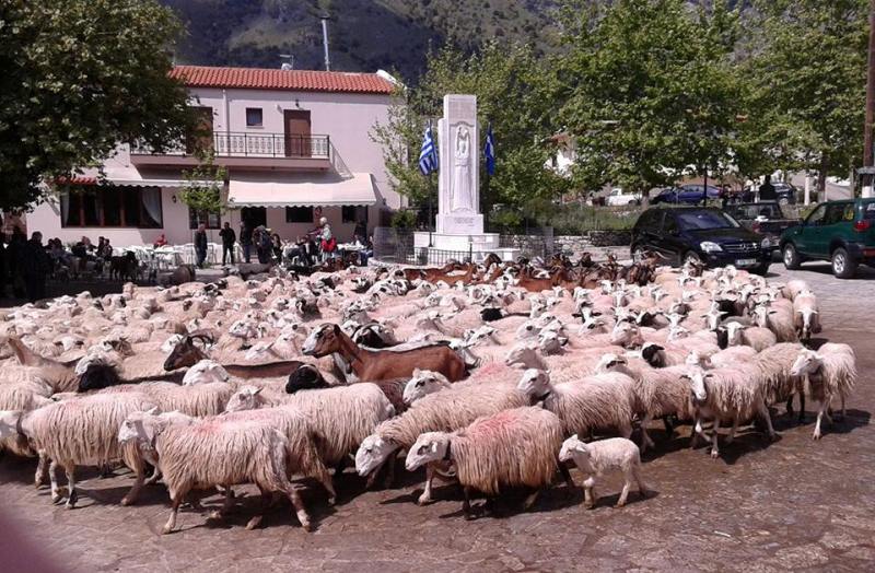 Κρήτη: Η ευλογία των προβάτων στην Ασή Γωνιά Αποκορώνου