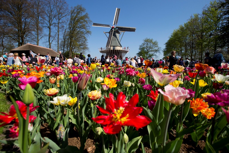 Κοσμοπλημμύρα στο «Πάρκο Λουλουδιών» στο Λίσε της Ολλανδίας