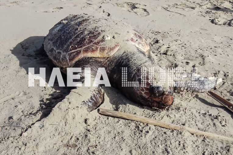 Νεκρή καρέτα – καρέτα σε παραλία στην Ηλεία – Αρκετές καταγγελίες για τραυματισμένες χελώνες (Photos)