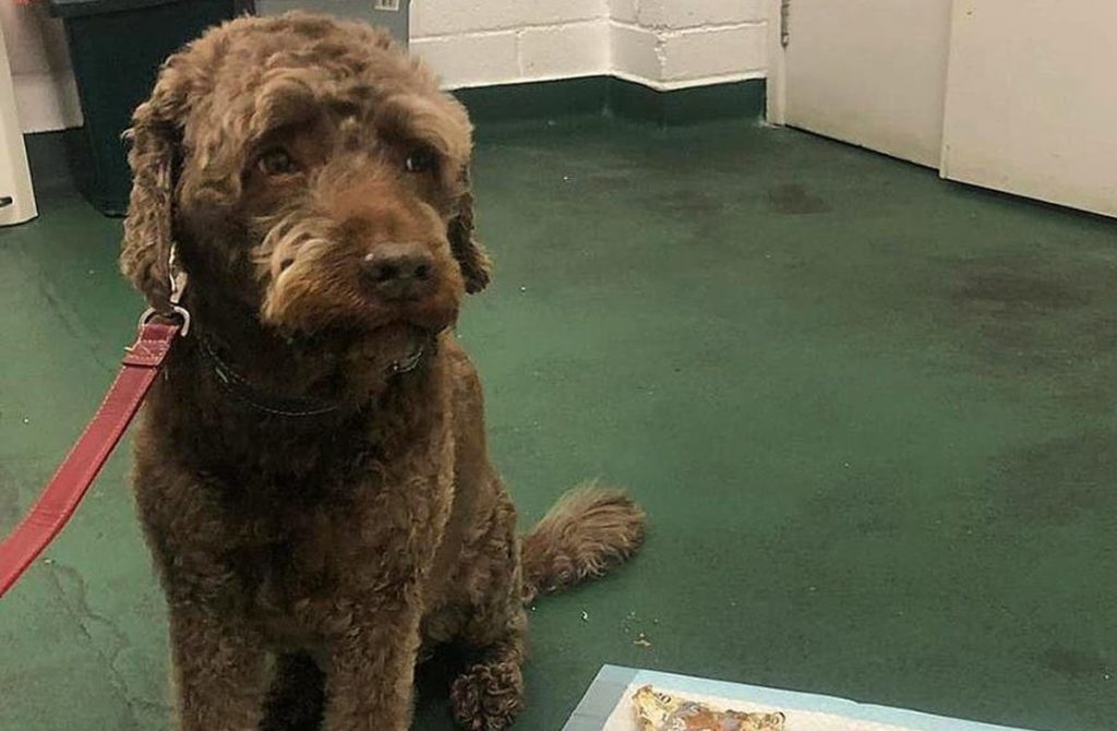 Σκύλος έφαγε -κυριολεκτικά- 160 λίρες μετρητά από το αφεντικό του (Photos)