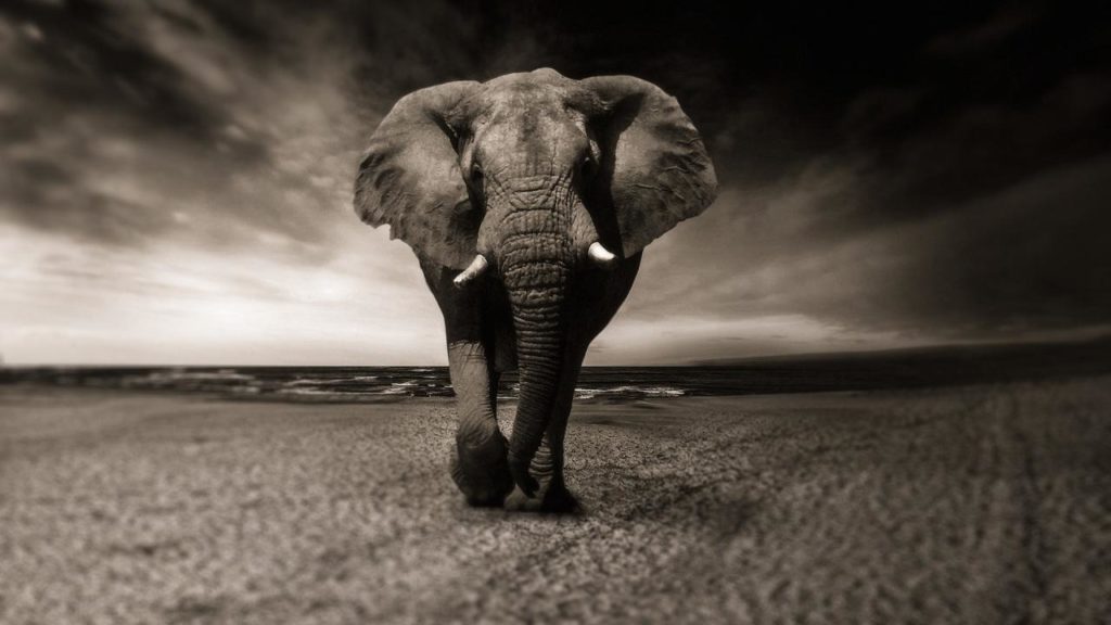 Γιατί να απαντάμε στο αν είμαστε ελέφαντες;