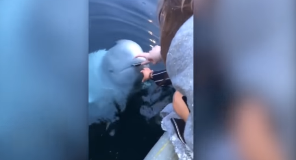 Απίστευτο βίντεο: Φάλαινα επιστρέφει κινητό που έπεσε στη θάλασσα στην ιδιοκτήτρια
