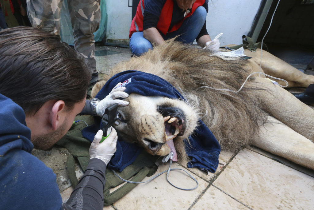 Σώθηκαν τα τρία λιοντάρια από την Αλβανία – Βρίσκονται πλέον στην Ολλανδία  (Photos + Video)