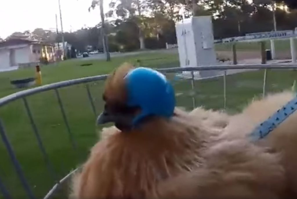 Κοτόπουλο… easy rider, φοράει κράνος και ανεβαίνει σε δίκυκλο (Video)