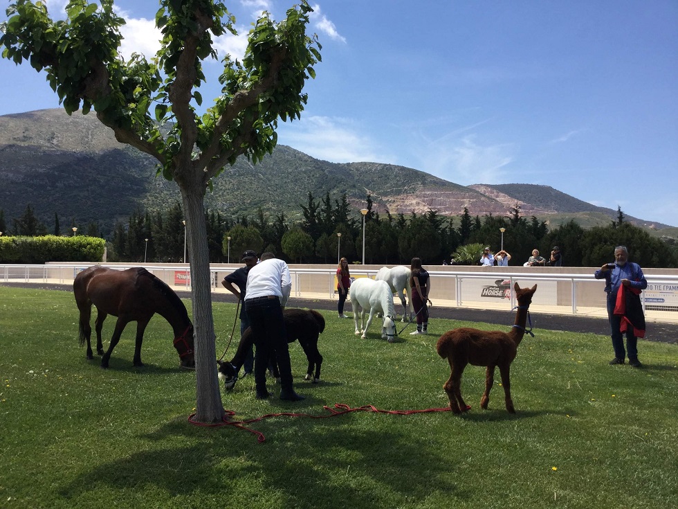 Ξεχωριστή Κυριακή στο Markopoulo Park με μεγάλα κέρδη