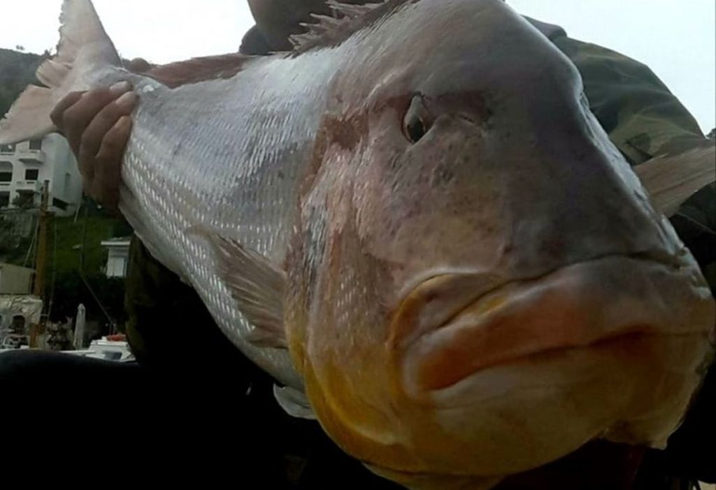 Χίος: Ψαράς δεν πίστευε στα μάτια του: Αλίευσε συναγρίδα 15,5 κιλών (Photos)