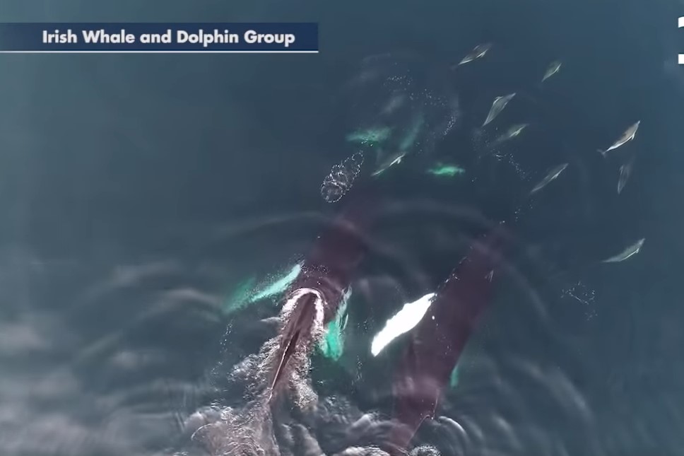 Φάλαινες και δελφίνια παίζουν στα νερά της Ιρλανδίας – Ένα σπάνιο Video