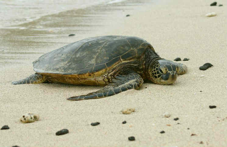 Νεκρή θαλάσσια χελώνα στην πλαζ Φρεαττύδας