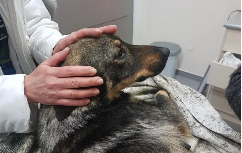 Κέρκυρα: Βαριά «καμπάνα» σε 67χρονο που πυροβόλησε το σκύλο του