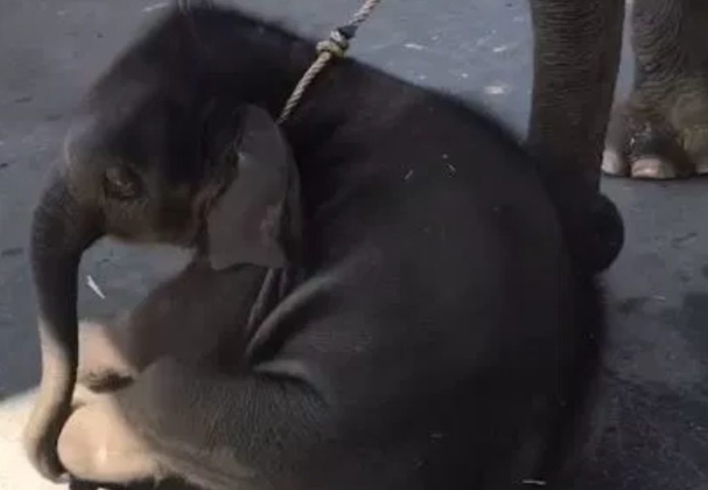 Ελεφαντάκι που διασκέδαζε τουρίστες καταρρέει μετά από ώρες ταλαιπωρίας  (Video)
