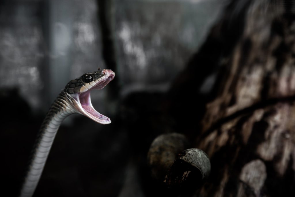 Νιγηρία: Δημόσια υπάλληλος υποστήριξε ότι ένα… φίδι έφαγε τα 100.000 ευρώ που εξαφανίστηκαν