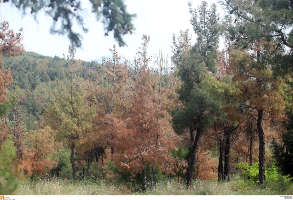 Θεσσαλονίκη: Έντομο νεκρώνει χιλιάδες δένδρα στο Σέιχ Σου – Ξεκινά η αποψίλωση (Photos)