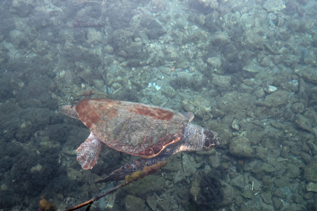 Η «δεμένη» χελώνα στο Καστελόριζο μήπως μπερδεύτηκε στα σχοινιά από τις βάρκες;