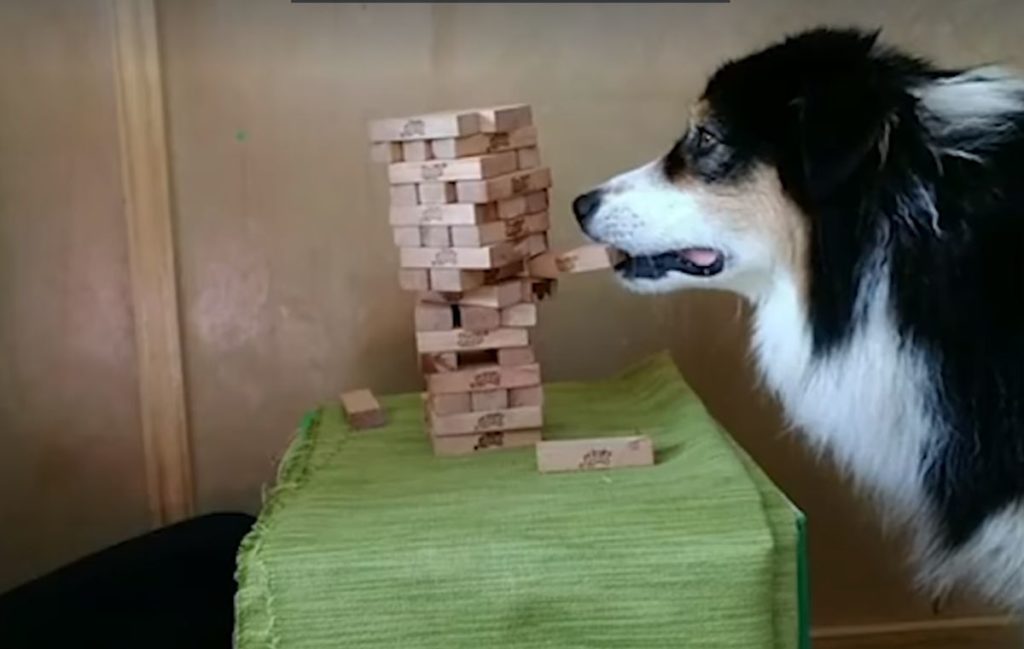 Σκύλος παίζει… jenga με την ιδιοκτήτριά του (Video)