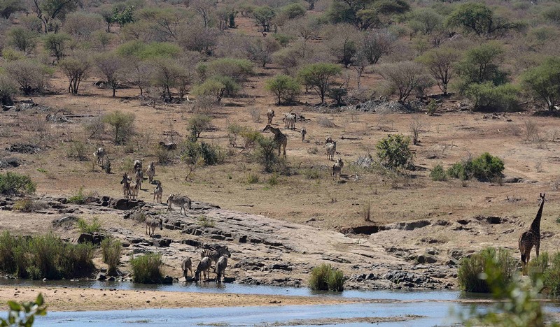 Ναμίμπια: Η κυβέρνηση πουλάει άγρια ζώα για να τα σώσει από την ξηρασία